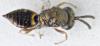 Trichomalus sp.